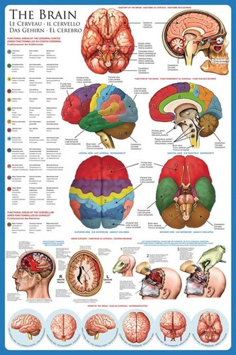 Empire poster educativo per - -,
