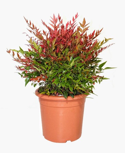 Kentis nandina domestica - -,