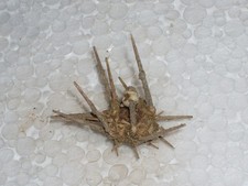 STYLOCIDARIS AFFINIS FANTASTIC