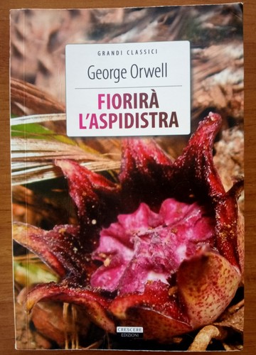 Fiorirà aspidistra george - fiorirà,