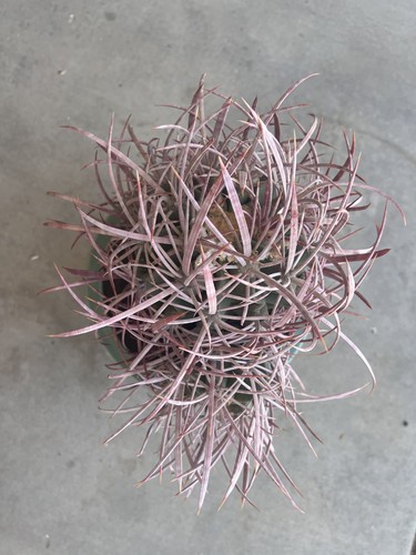Cottontop echino policefalo - cottontop,