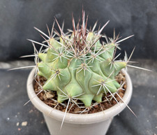 Thelocactus rinconensis - thelocactus,
