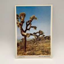 Joshua Tree (Yucca Brevifolia)