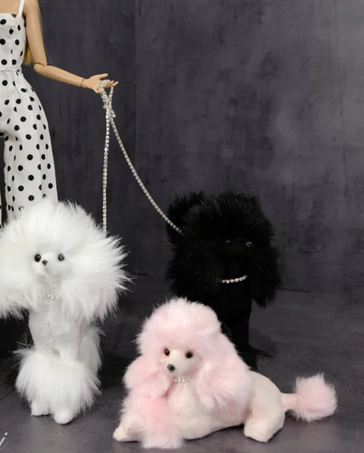 Animale domestico cane - , in