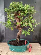 bonsai  quercia da sughero  h 56 cm visita il negozio