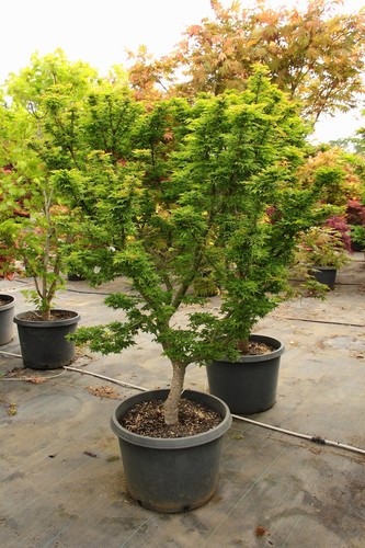 Acero giapponese acer - acero, "acer