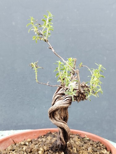 Bonsai timo 15x22cm vaso - in,