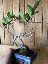 Bonsai Shohin Ficus Retusa (