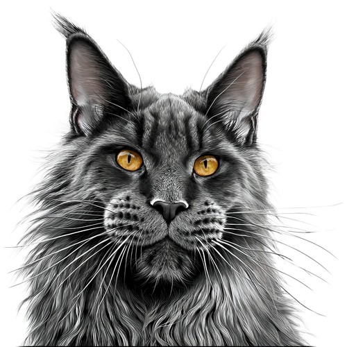 Adesivi maine coon - 2,