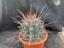 FEROCACTUS RECTISPINUS CACTUS
