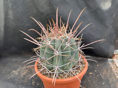 Ferocactus rectispinus cactus - ferocactus,