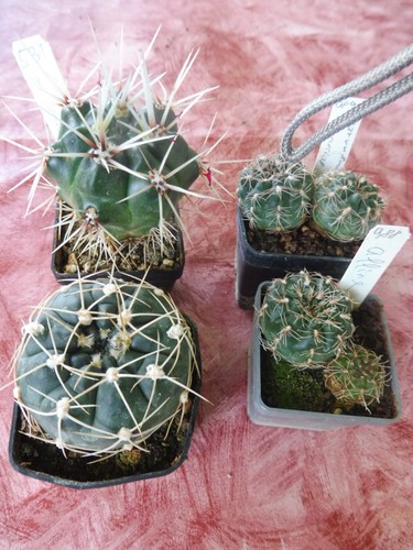 Assortimento cactus succulente - cactus,