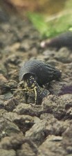 3 Sulawesi Rabbit Snail
