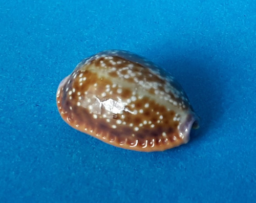 Cypraea helvola meridionalis