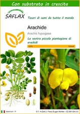 SAFLAX  - Arachide - 8 semi -