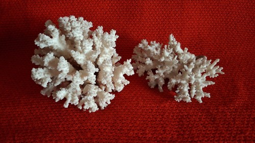 Corallo bianco grezzo 1200 - grezzo,