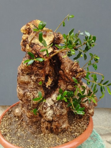 Bonsai olivastro 47x30cm - bonsai, in