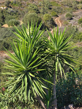 Yucca elephantipes - giglio di