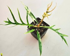 Bellissimo Philodendron Tortum