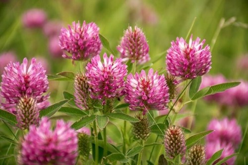 Trifoglio rosso trifolium - rosso,