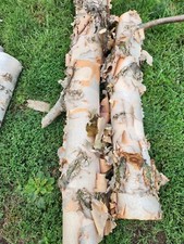 Tronco di betulla bianco -