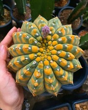 8000100 gymnocalycium