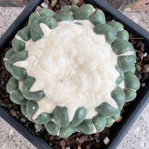 Vendita raro cactus - raro,