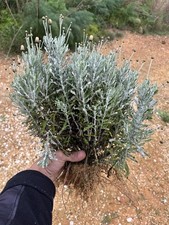 Lavanda, Pianta “Lavandula