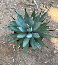 AGAVE MACROACANTHA (BLU) -