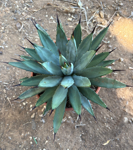 Agave macroacantha - macroacantha, (blu)