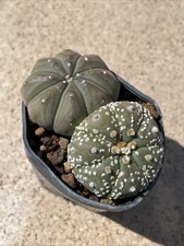 Astrophytum Asterias  Coppia