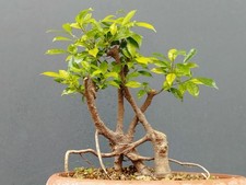 Bonsai Ficus 34x15 In Vaso