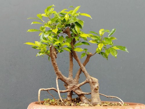 Bonsai ficus 34x15 vaso - bonsai, in