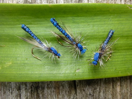 Damigella blu dragonfly - pz.,