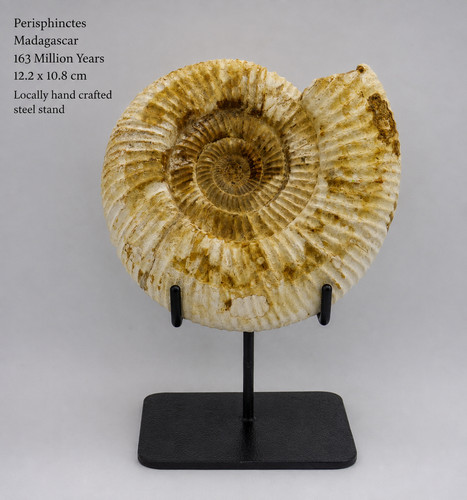 Jurassic fossil ammonite - jurassic,