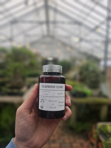 Trattamento bonsai deadwood - bonsai,