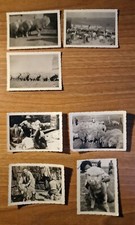 7 Fotografie d'epoca Pecore allevamento tosatura aa '50 italia - 8,5x6,5