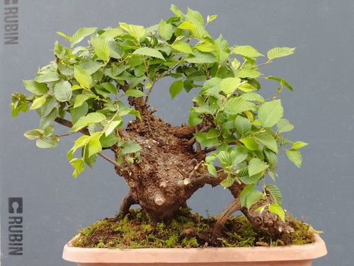 Bonsai olmo campestre 35x33cm - bonsai,