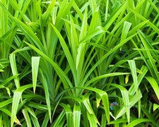 50 Semi Pandanus