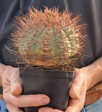 Gymnocalycium cardenasianum