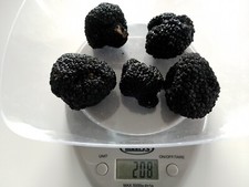 Tartufo uncinato fresco - tartufo,