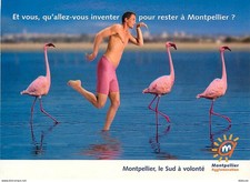 Animaux - Oiseaux - Flamants Roses - Montpellier Agglomération - Carte Publicita