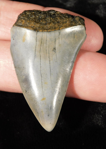 Grande dente fossile squalo - grande,