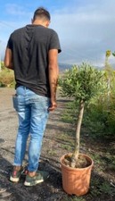 Ulivo olivo olea europea - ulivo,