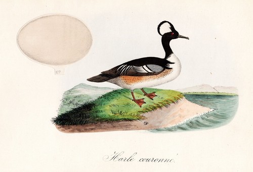 Harle corona anatre uccelli - harle,