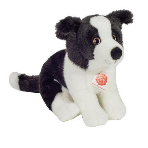 Teddy hermann border collie - teddy,