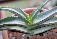 RARE 8 graines d' ALOE