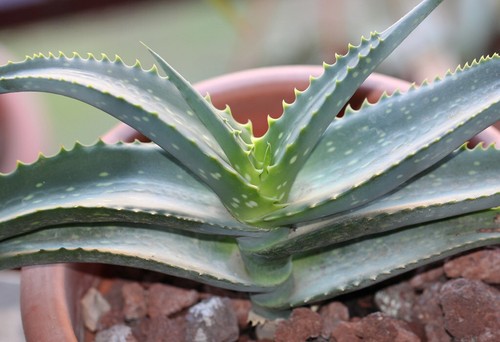 Rare graines aloe - 8, d'