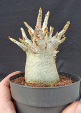 Adenium obesum "BAOBAB" caudex