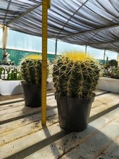 Echinocactus Grusonii lottodi